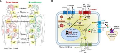 CD98 heavy chain as a prognostic biomarker and target for cancer treatment